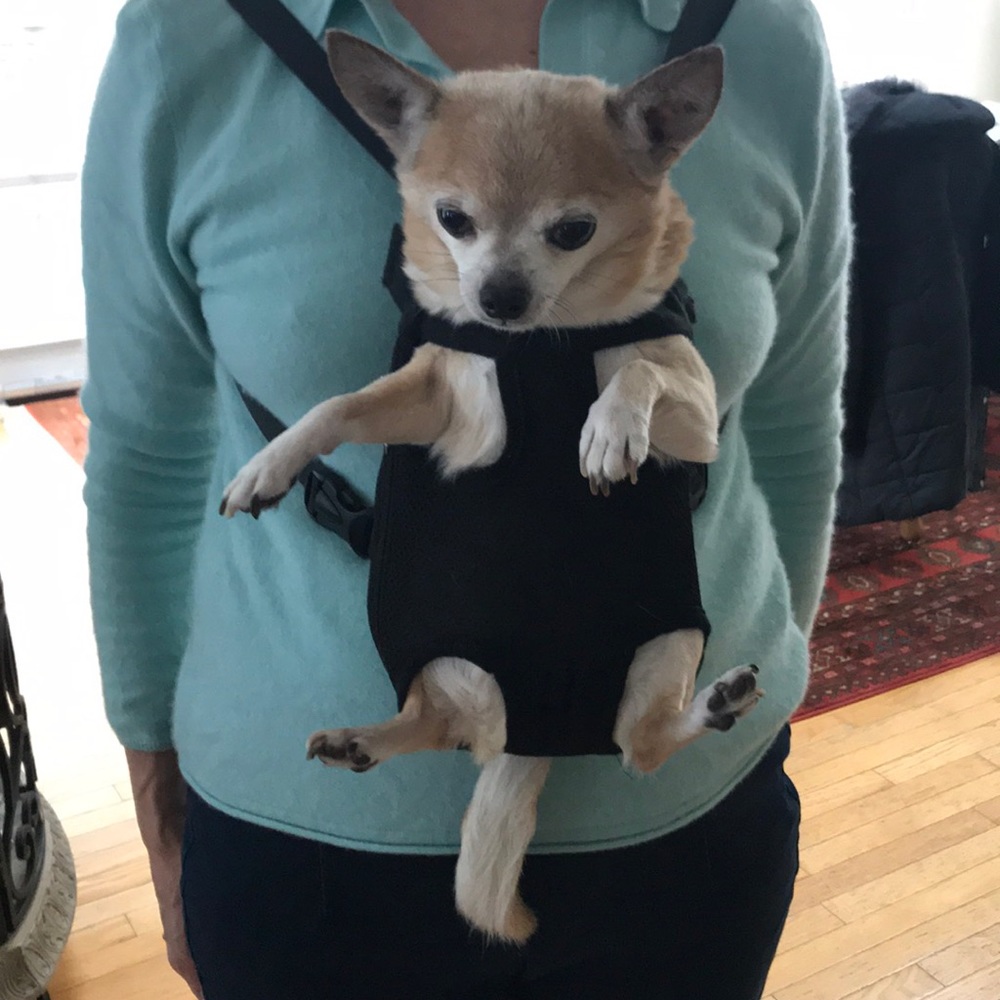 Mini dog backpack ❤️